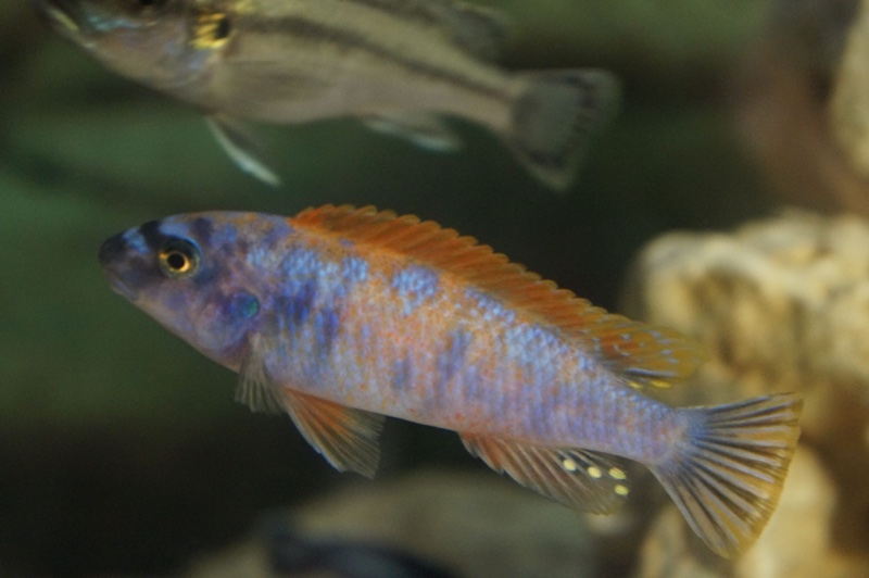 Labeotropheus trewavasae 'Thumbi West Island'